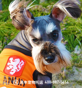 上海到北京宠物托运